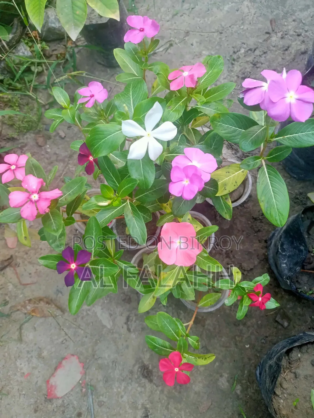 নয়নতাঁরা ফুলের ১০ টা চারার অফার।