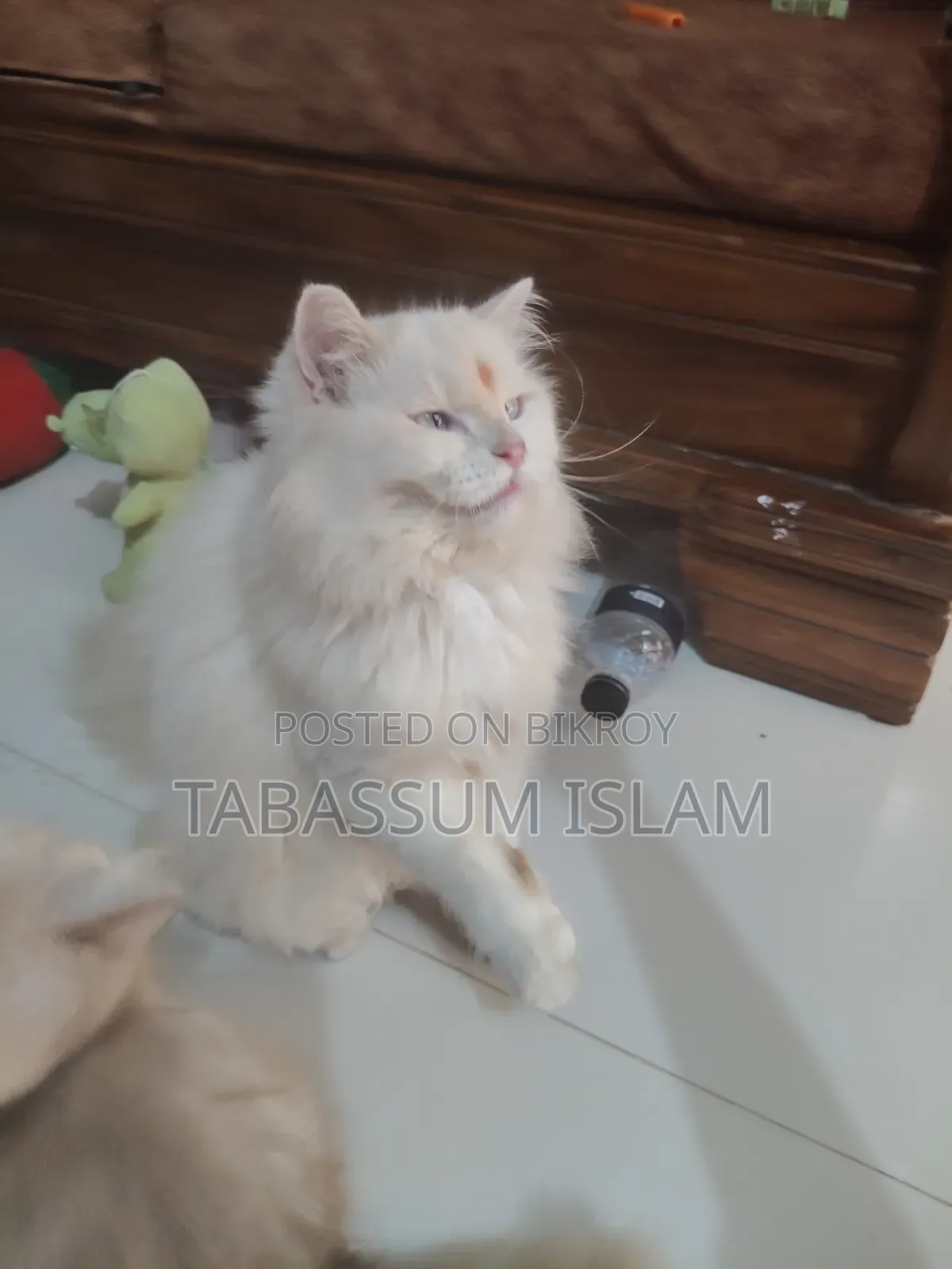 3-6 months Female Purebred Persian Cat