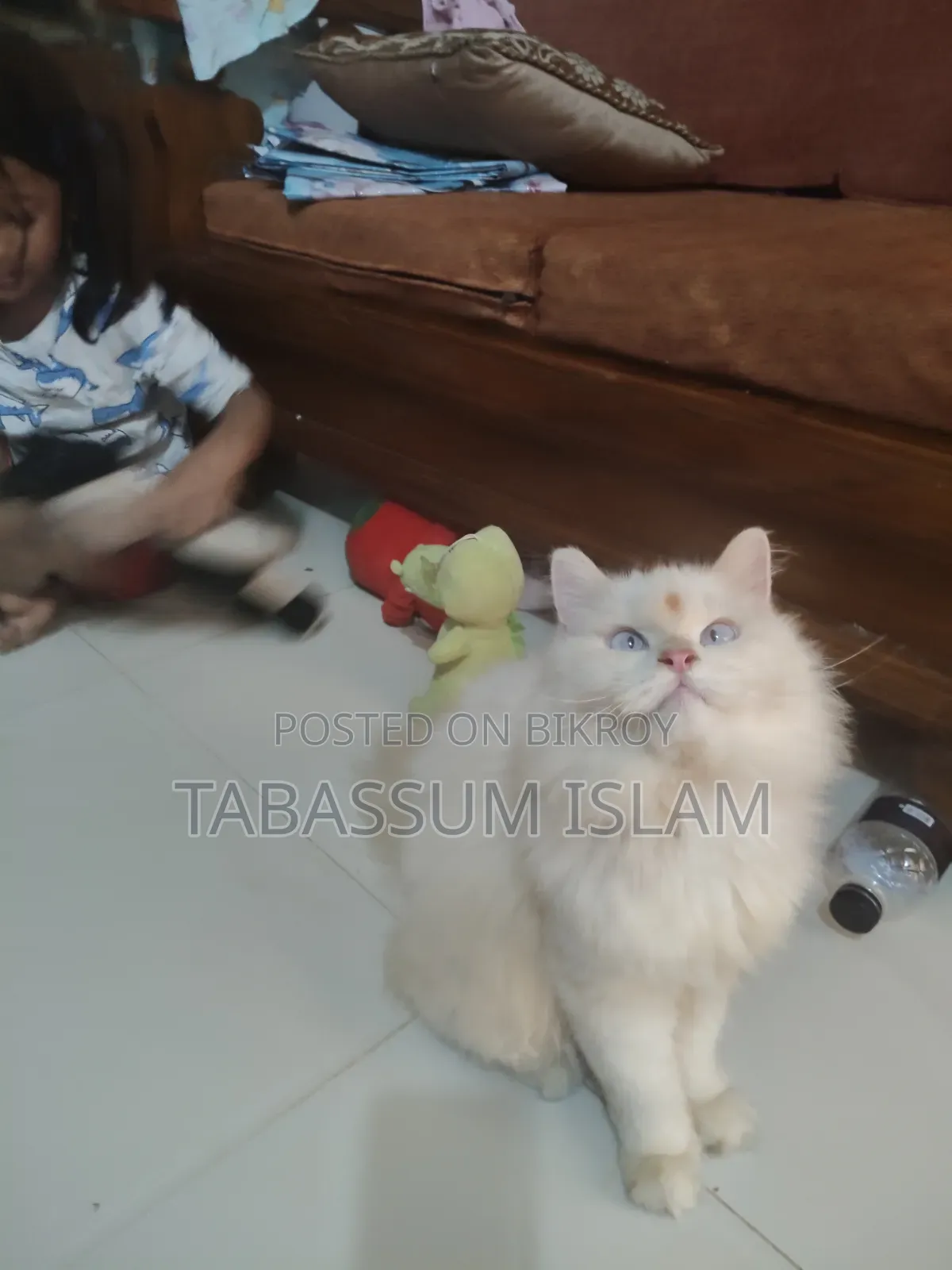 3-6 months Female Purebred Persian Cat