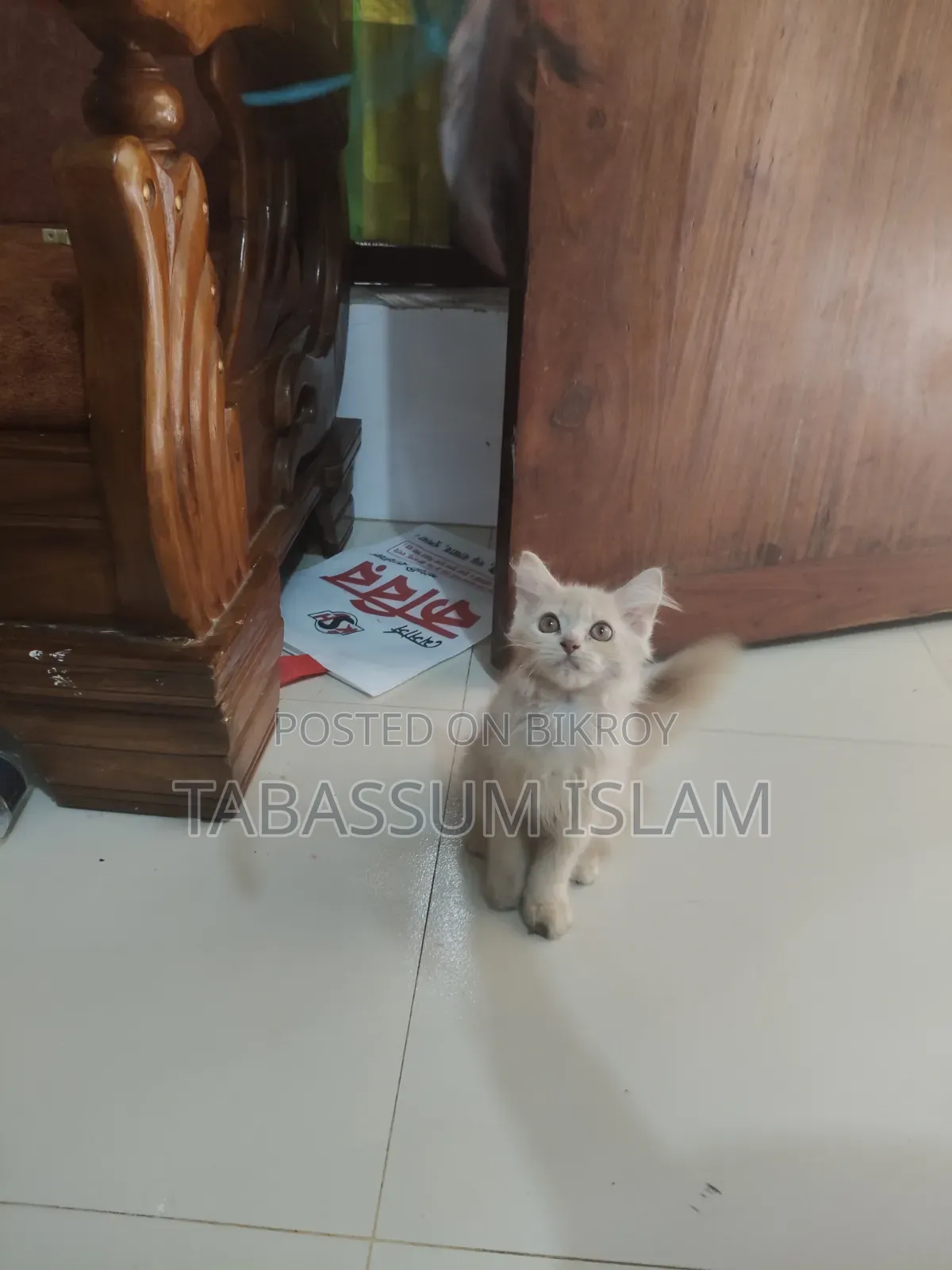 3-6 months Female Purebred Persian Cat
