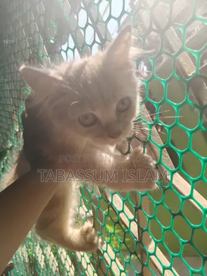 3-6 months Female Purebred Persian Cat