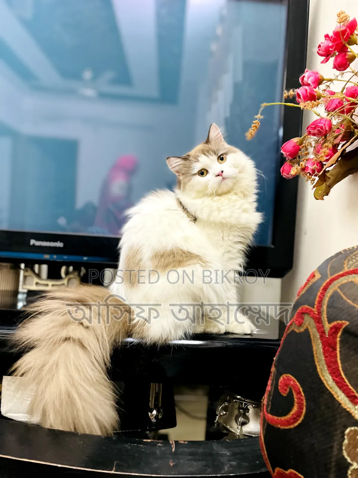 1+ Year Male Purebred Ragdoll