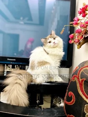 1+ Year Male Purebred Ragdoll