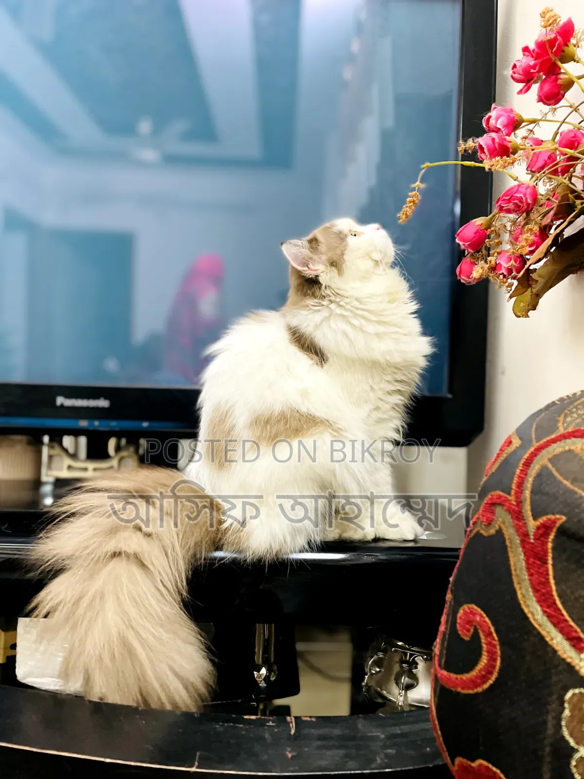 1+ Year Male Purebred Ragdoll