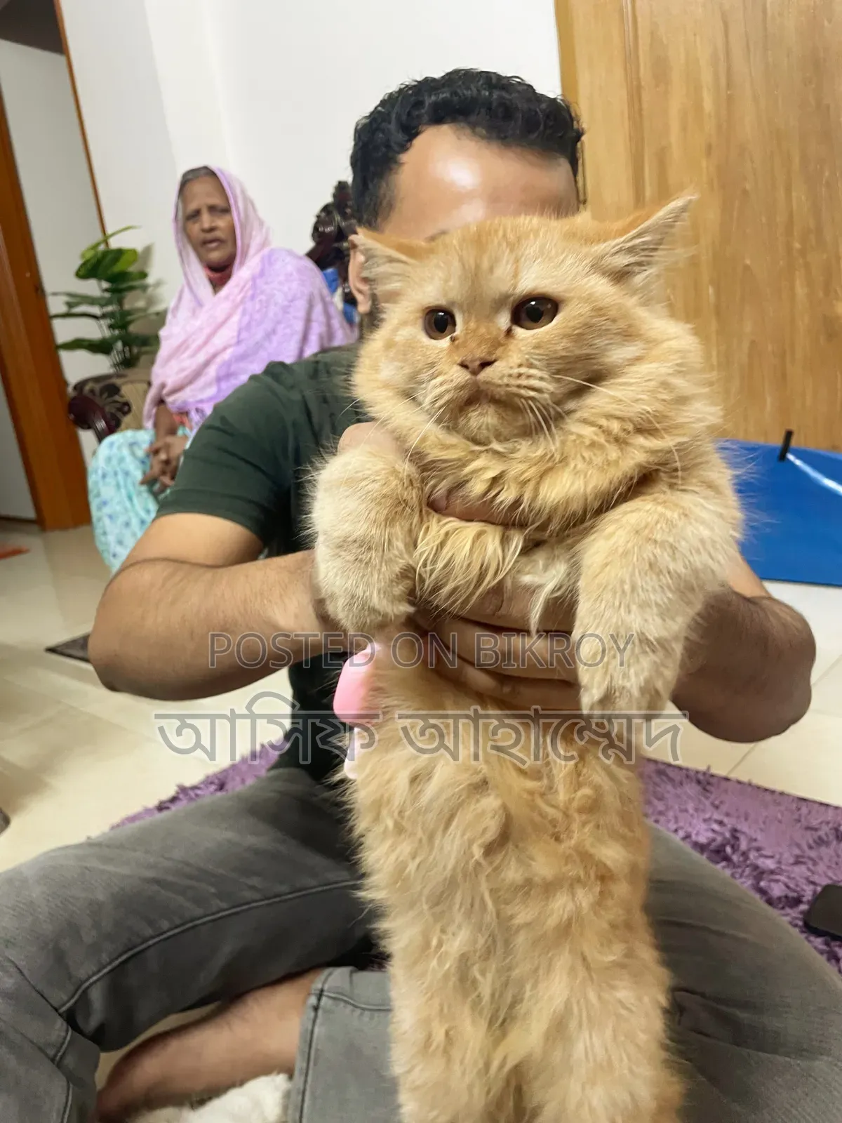 1+ Year Male Purebred Ragdoll