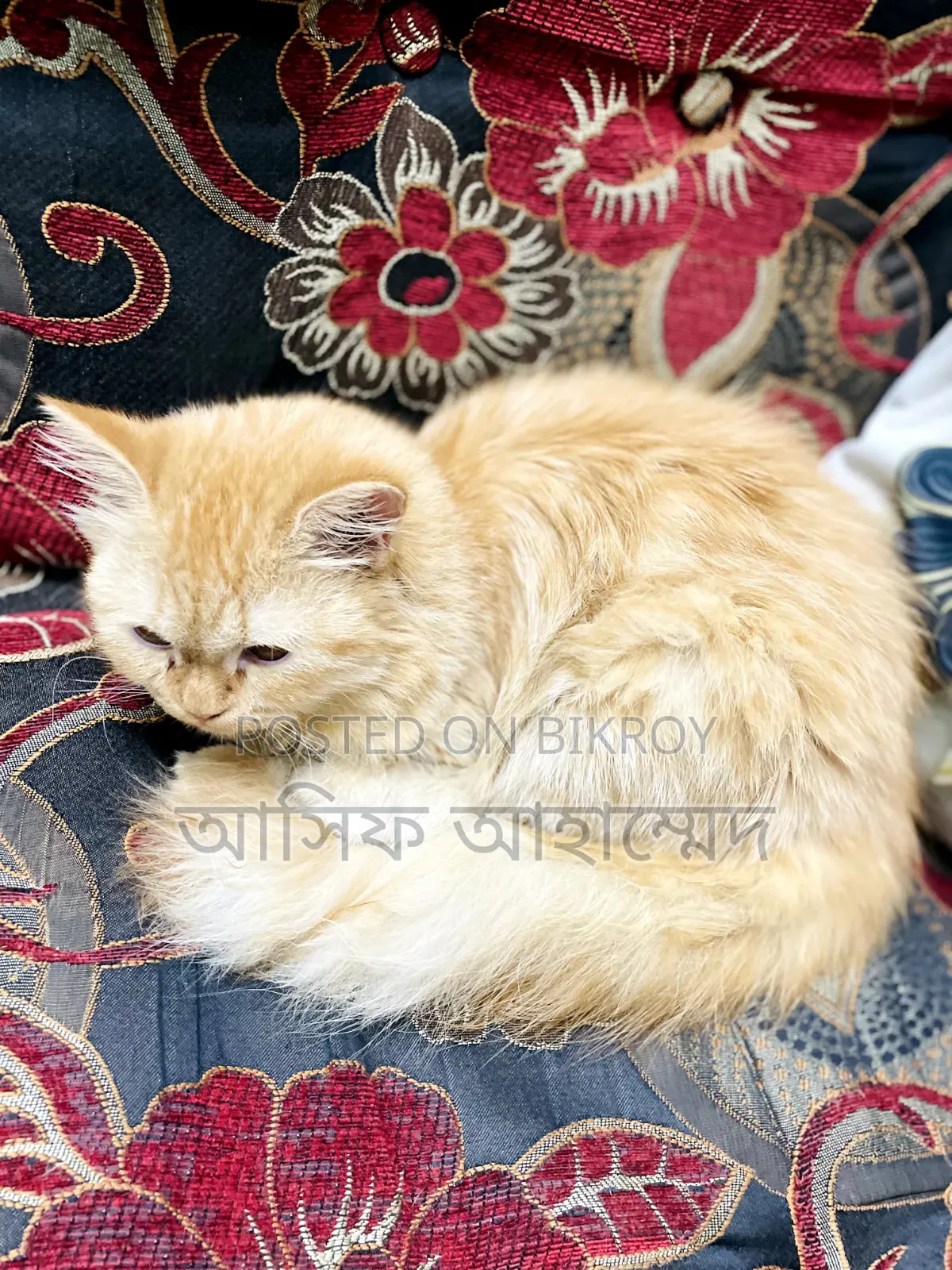 1+ Year Male Purebred Ragdoll
