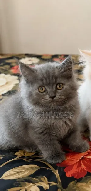 3-6 months Male Purebred Persian