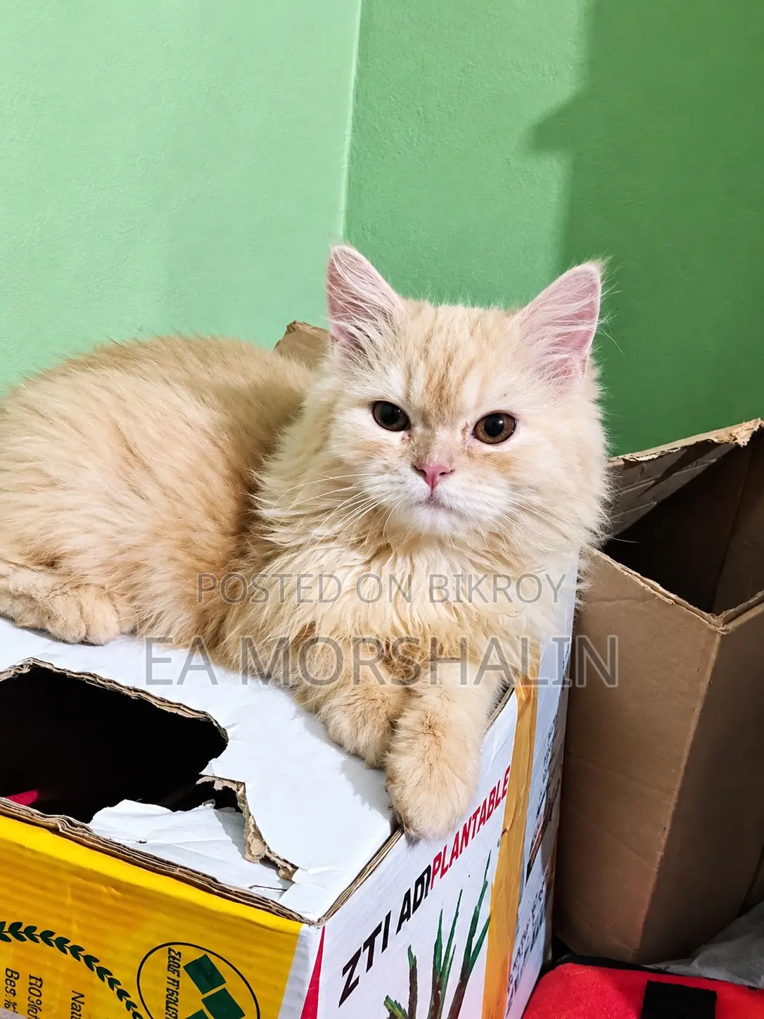 3-6 Months Male Purebred Persian