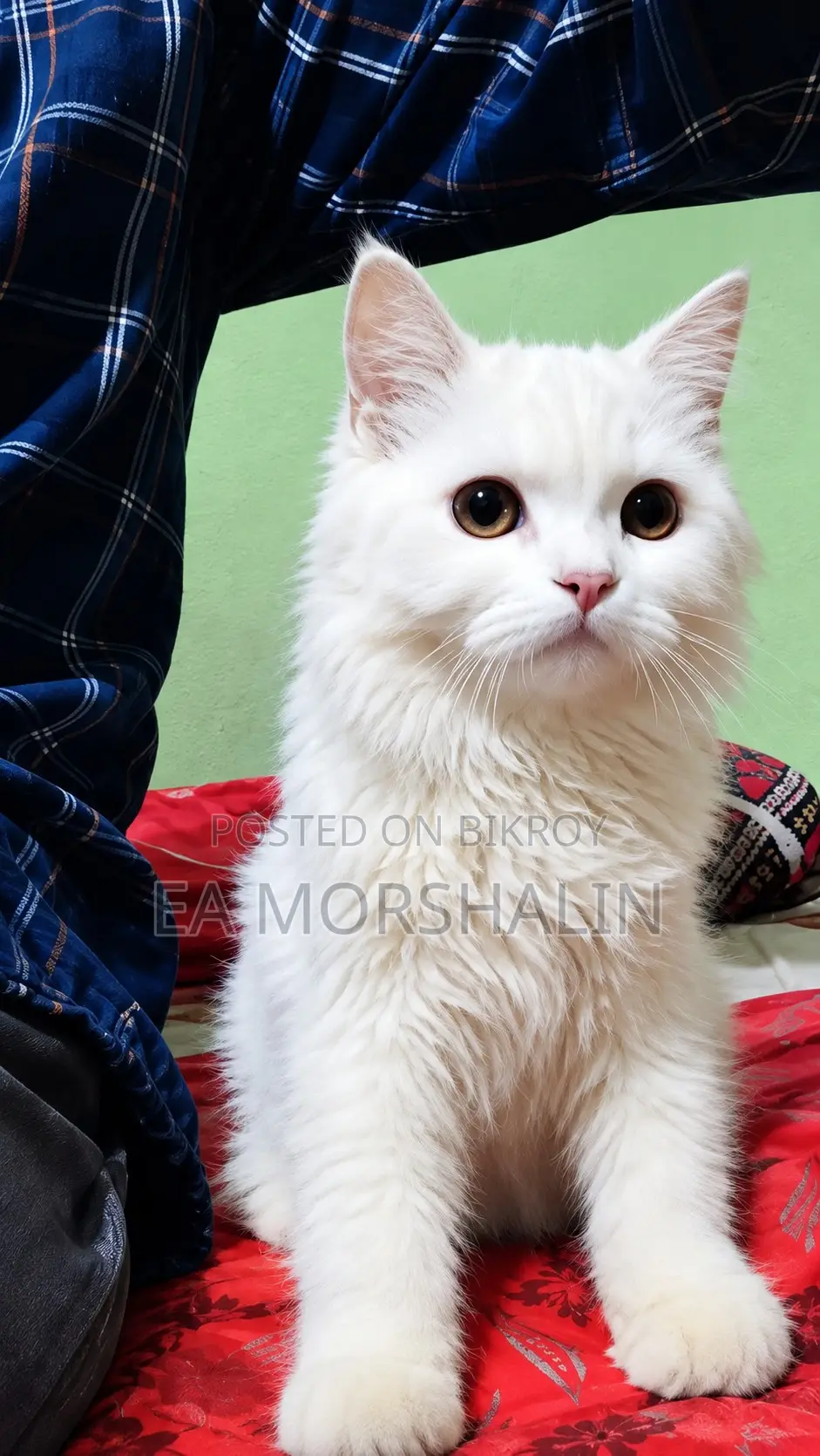 3-6 Months Male Purebred Persian