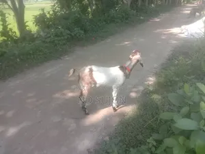 তোতা পড়ি করছ মেয়ে ছাগল বয়স তথ্য সারে চার মাস
