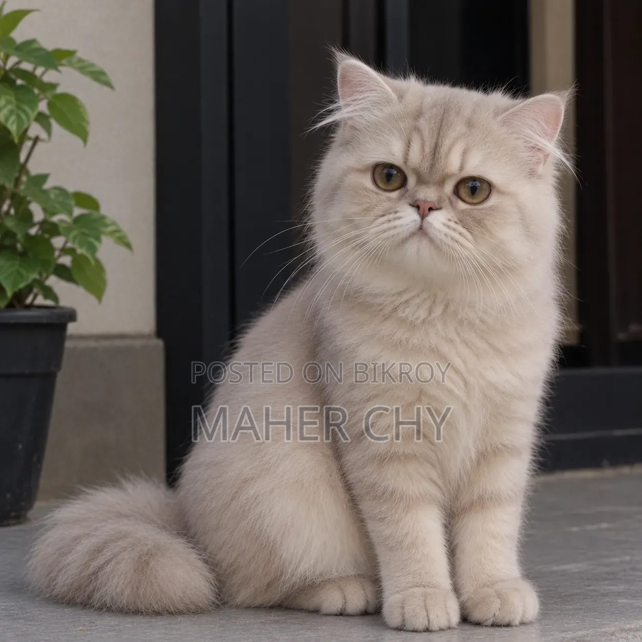 1+ year Male Purebred Persian