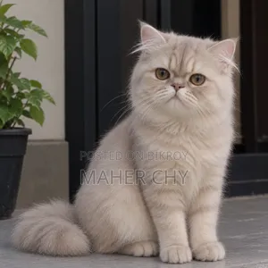 1+ year Male Purebred Persian