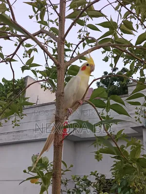 Love bird sell