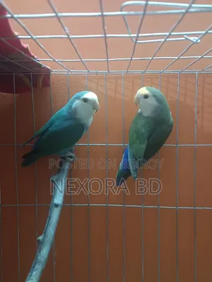 Love bird sell