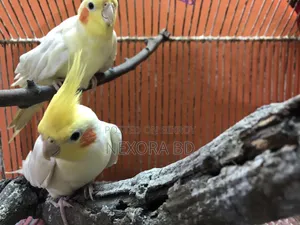 Love bird sell