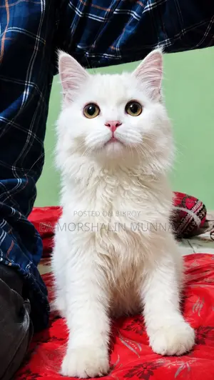 3-6 months Male Purebred Persian