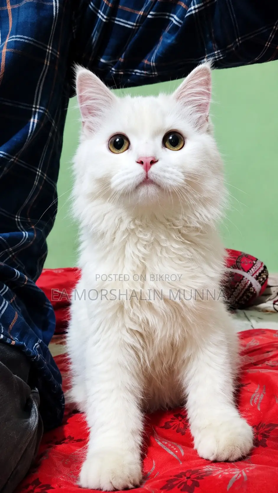 3-6 months Male Purebred Persian