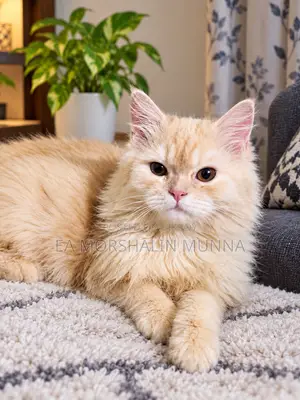 3-6 months Male Purebred Persian