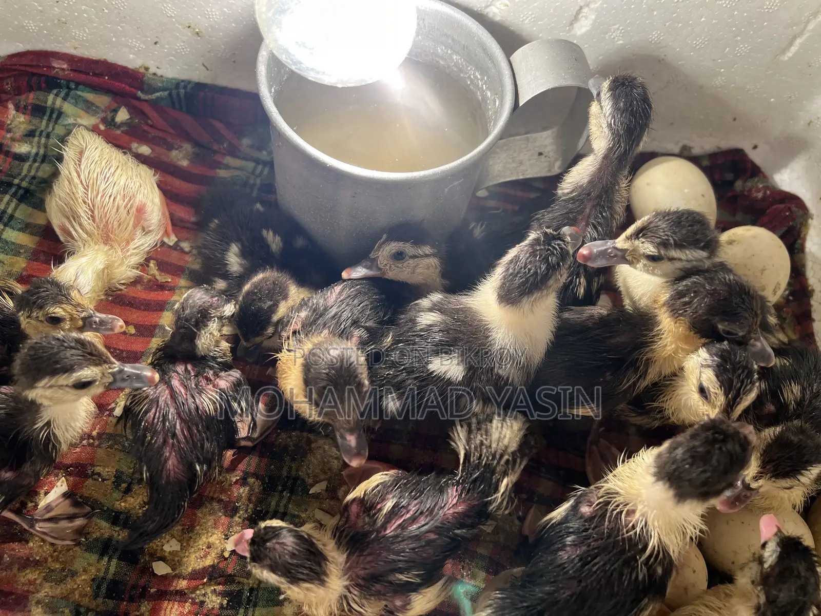 Chinese Ducklings