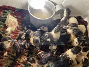 Chinese Ducklings