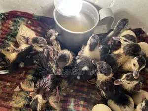 Chinese Ducklings