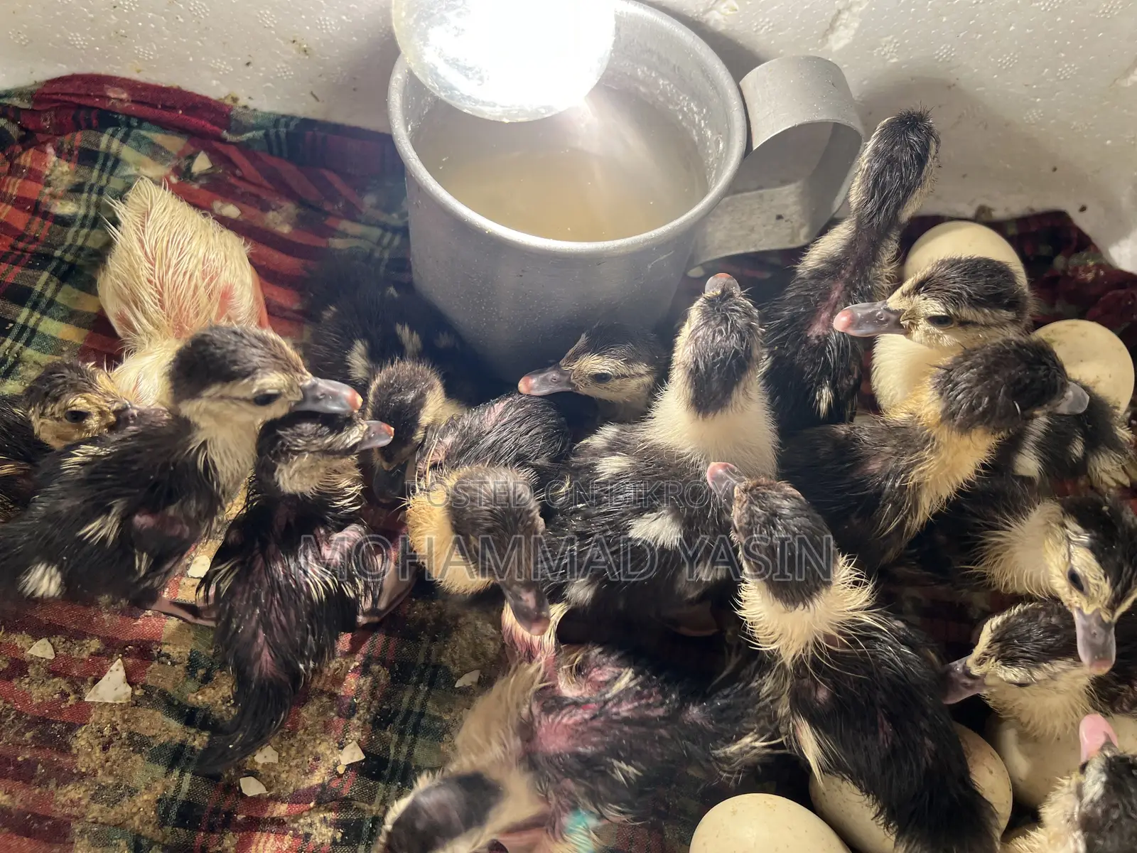 Chinese Ducklings