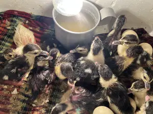 Chinese Ducklings