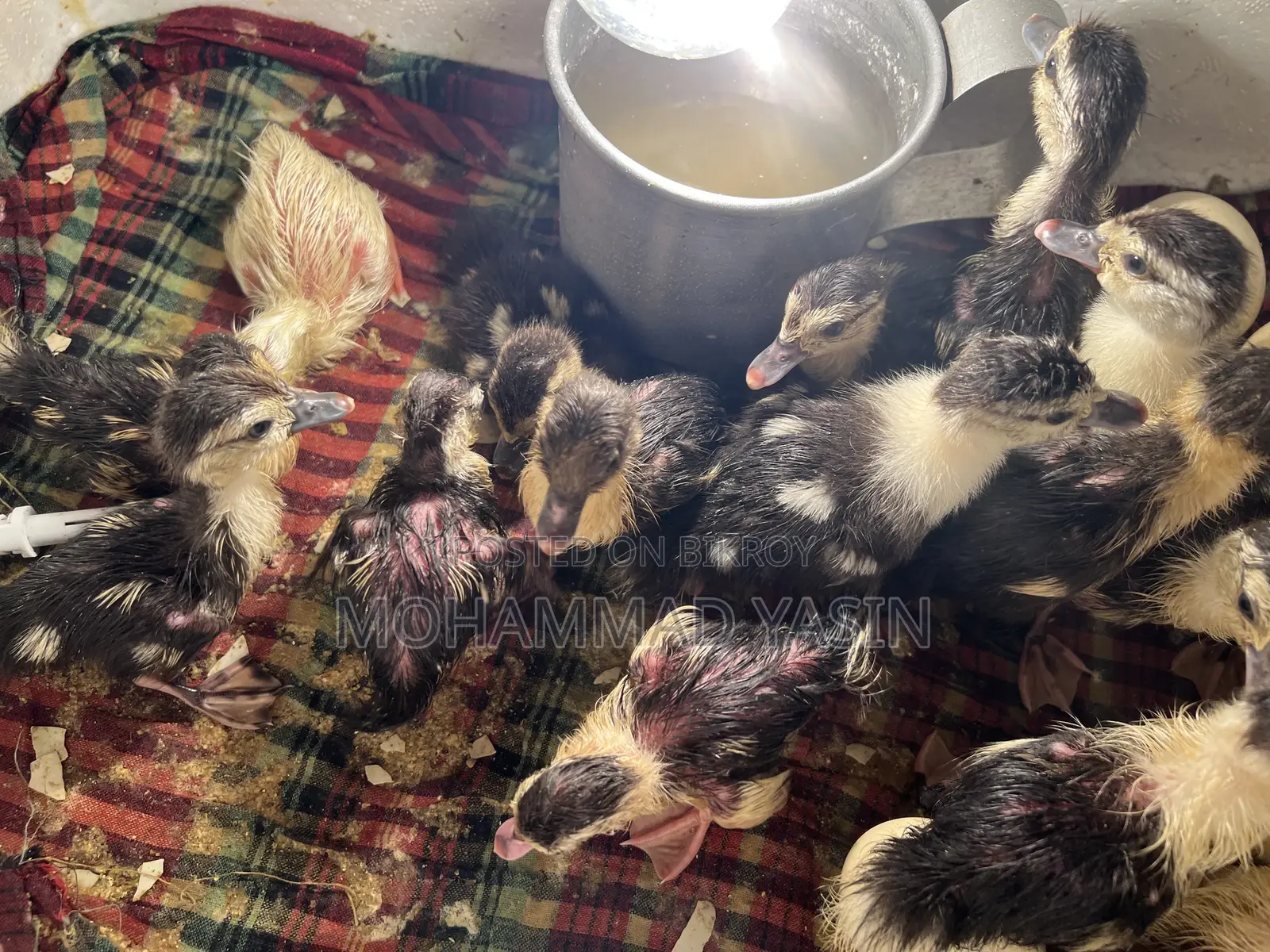 Chinese Ducklings