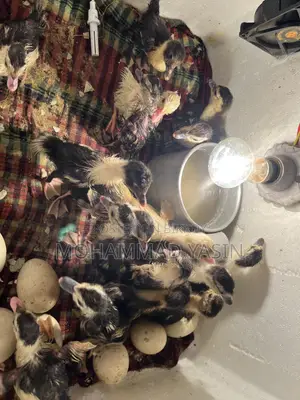 Chinese Ducklings