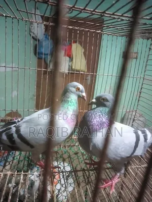 Sobji Racer Running Pair Will Be Sold.