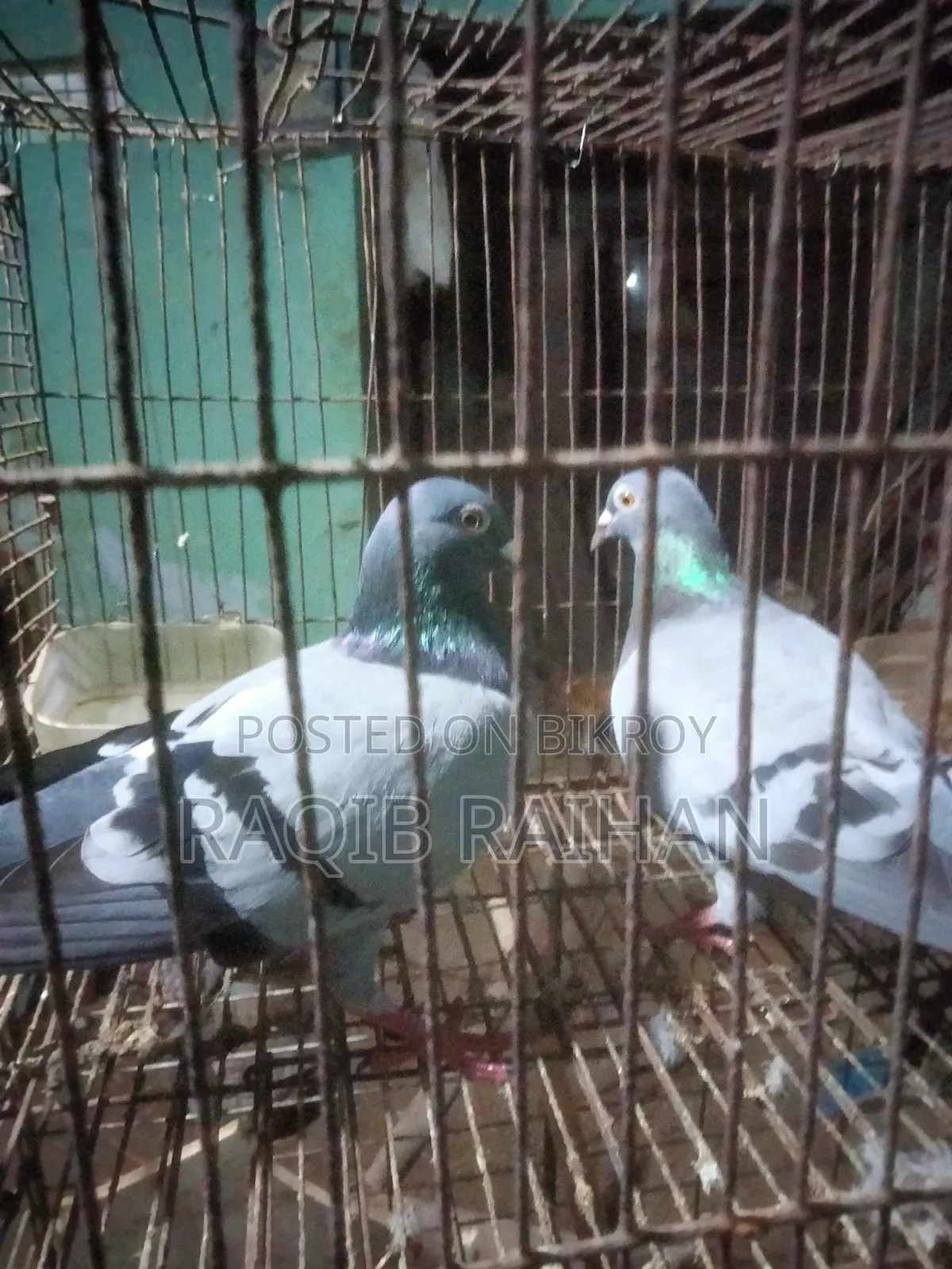 Sobji Racer Running Pair Will Be Sold.