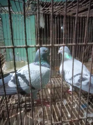 Sobji Racer Running Pair Will Be Sold.