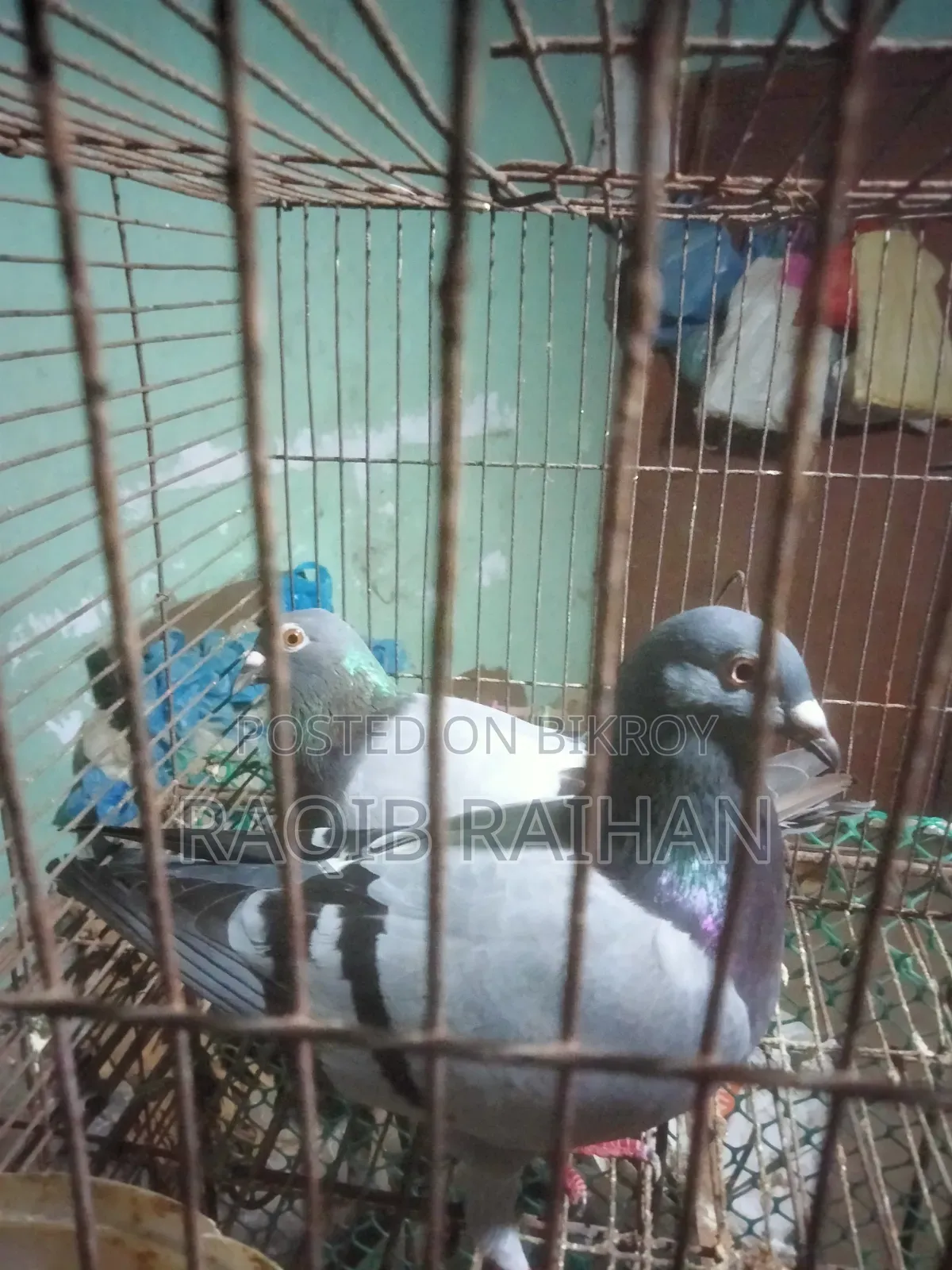 Sobji Racer Running Pair Will Be Sold.