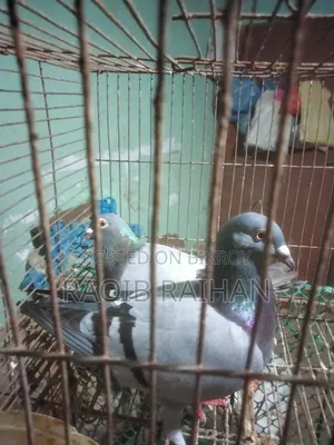 Sobji Racer Running Pair Will Be Sold.