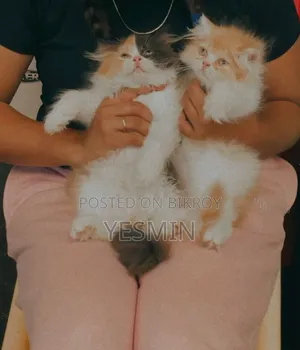 1-3 months Female Purebred Persian