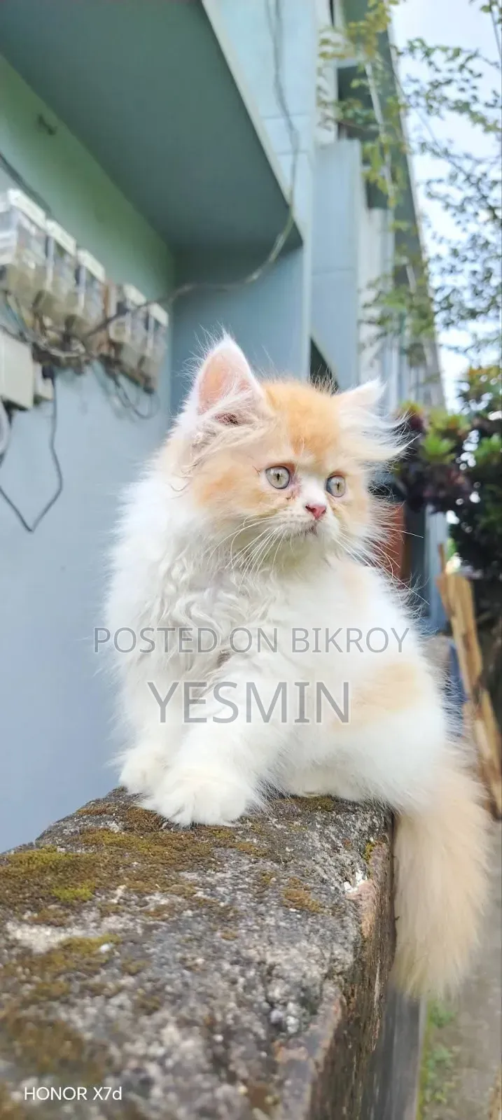 1-3 months Female Purebred Persian