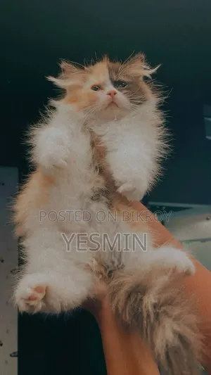 1-3 months Female Purebred Persian