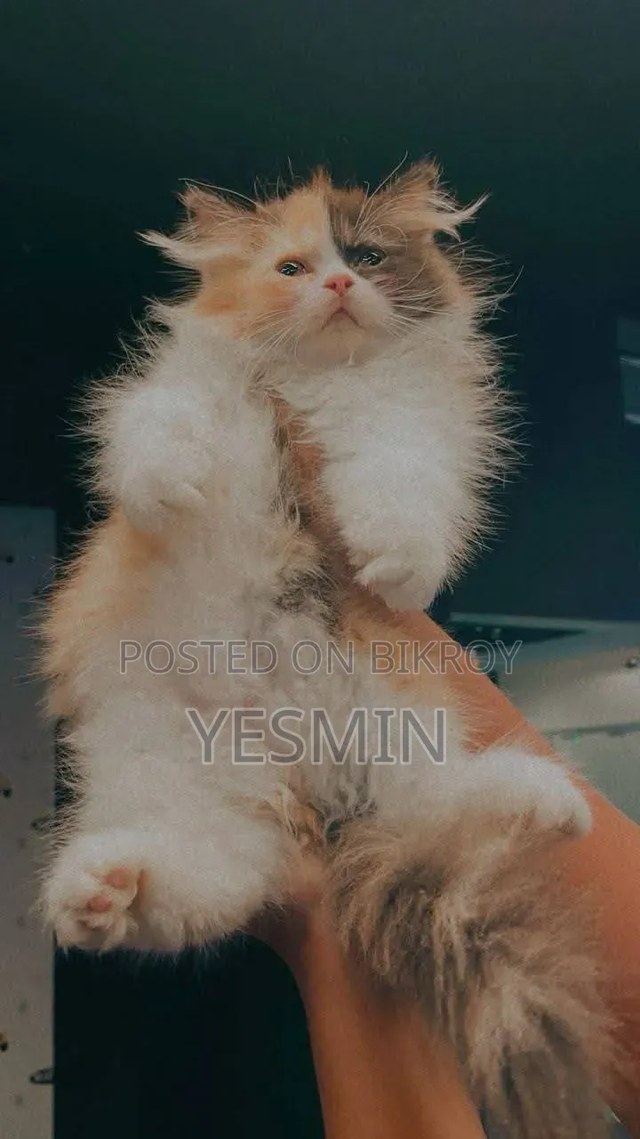 1-3 months Female Purebred Persian