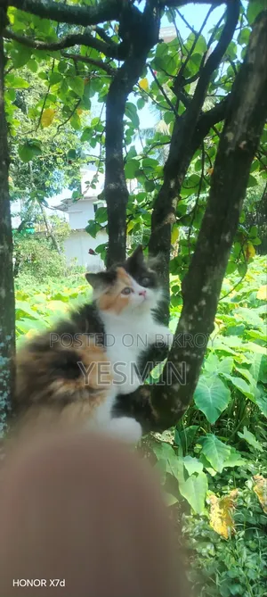 1-3 months Female Purebred Persian