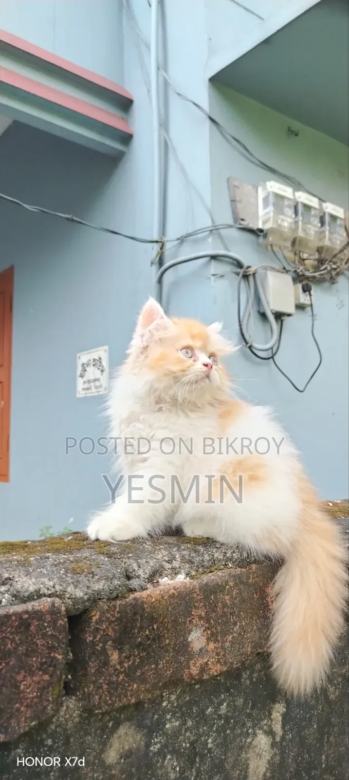 1-3 months Female Purebred Persian