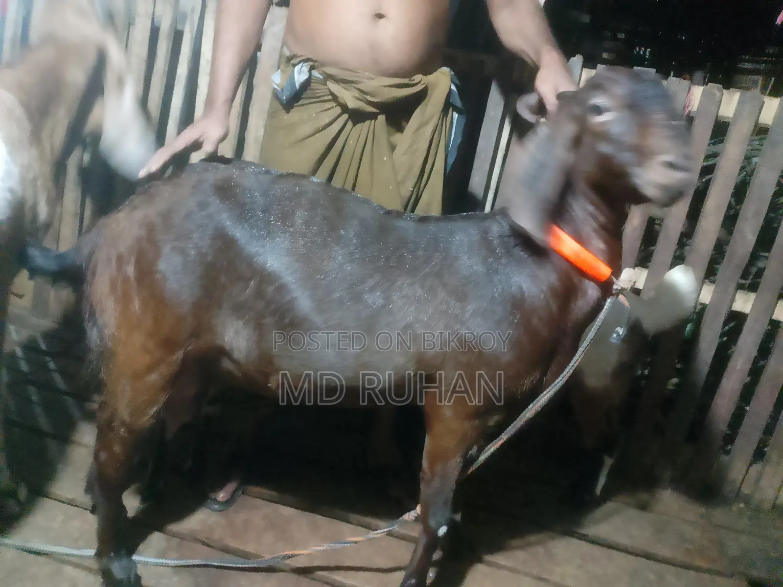 ১০০% যমুনাপারি ছাগল