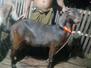 ১০০% যমুনাপারি ছাগল