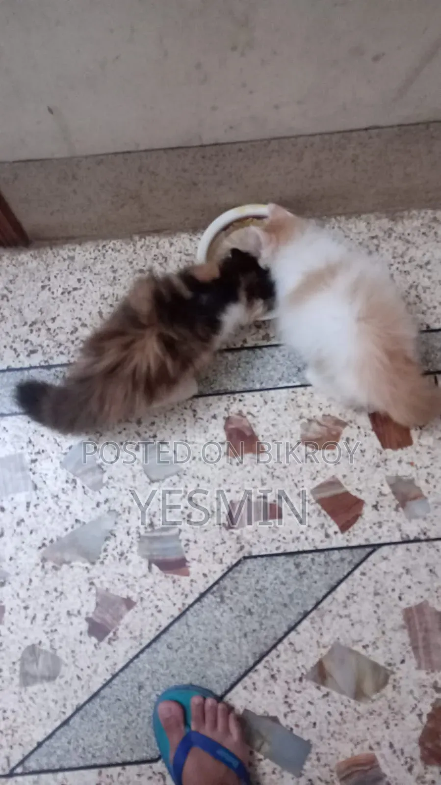 1-3 months Female Purebred Persian