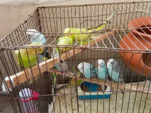 Budgerigar Bird Per Piece 500