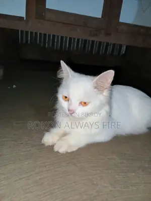 ৩-৬ মাসের ফিমেল মিক্সড ব্রিড চাইনিজ লি হুয়া