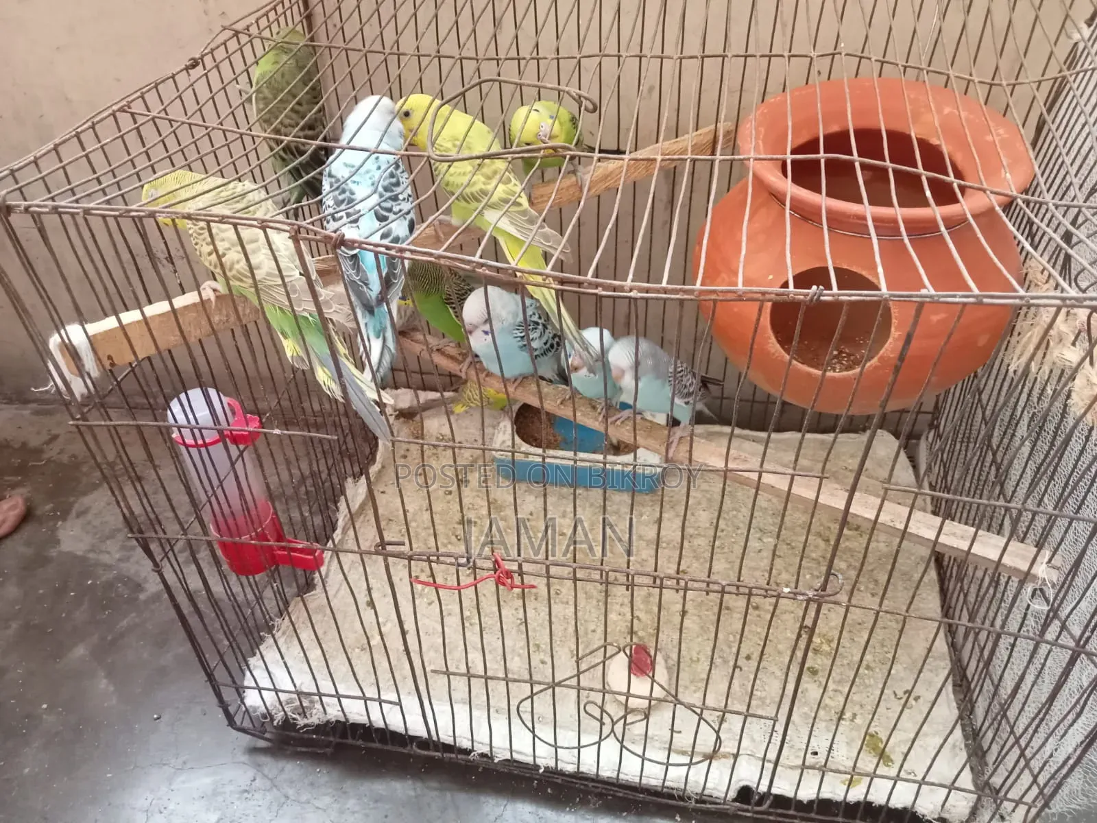 Budgerigar Bird Per Piece 500