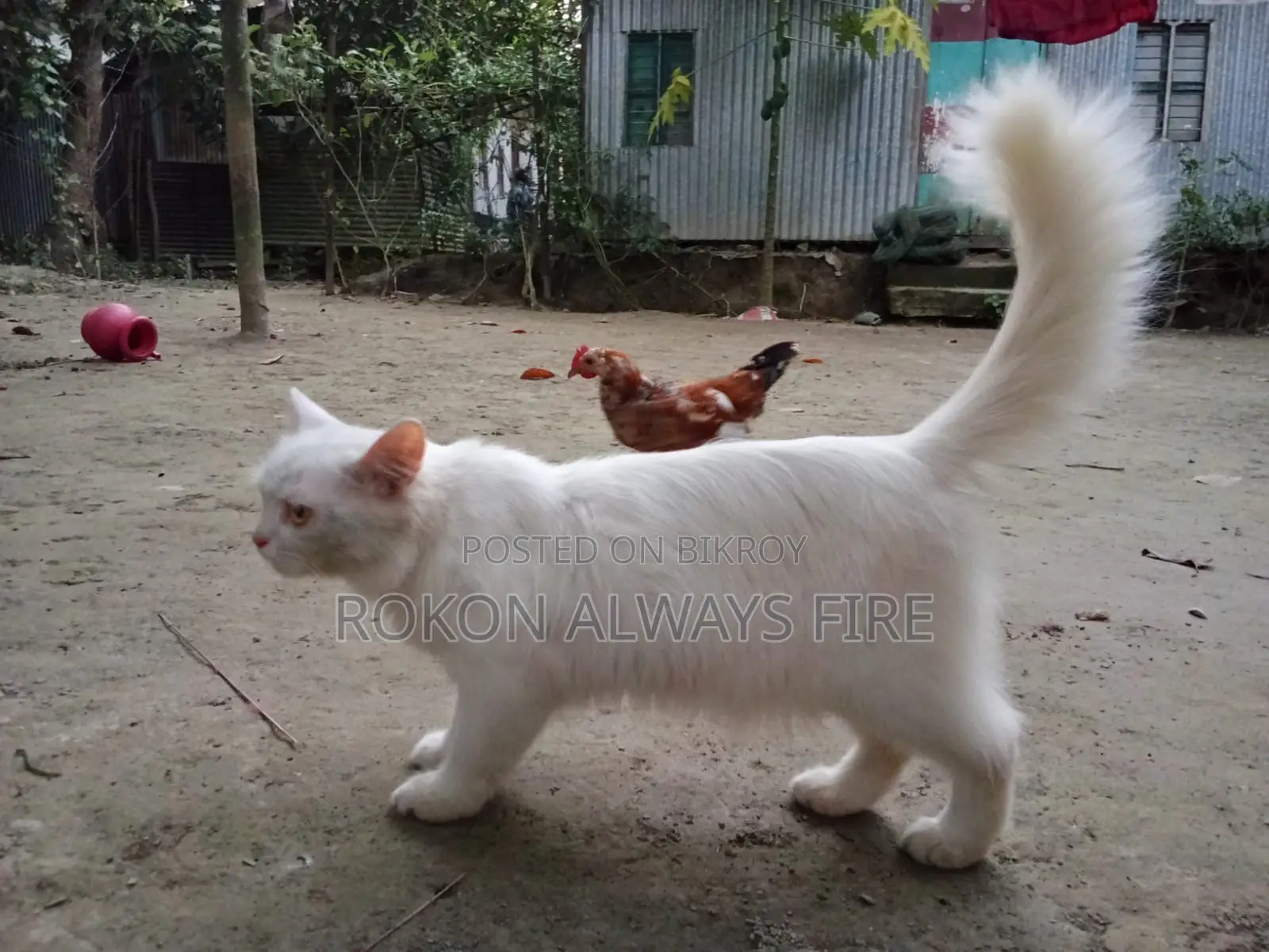 ৩-৬ মাসের ফিমেল মিক্সড ব্রিড চাইনিজ লি হুয়া