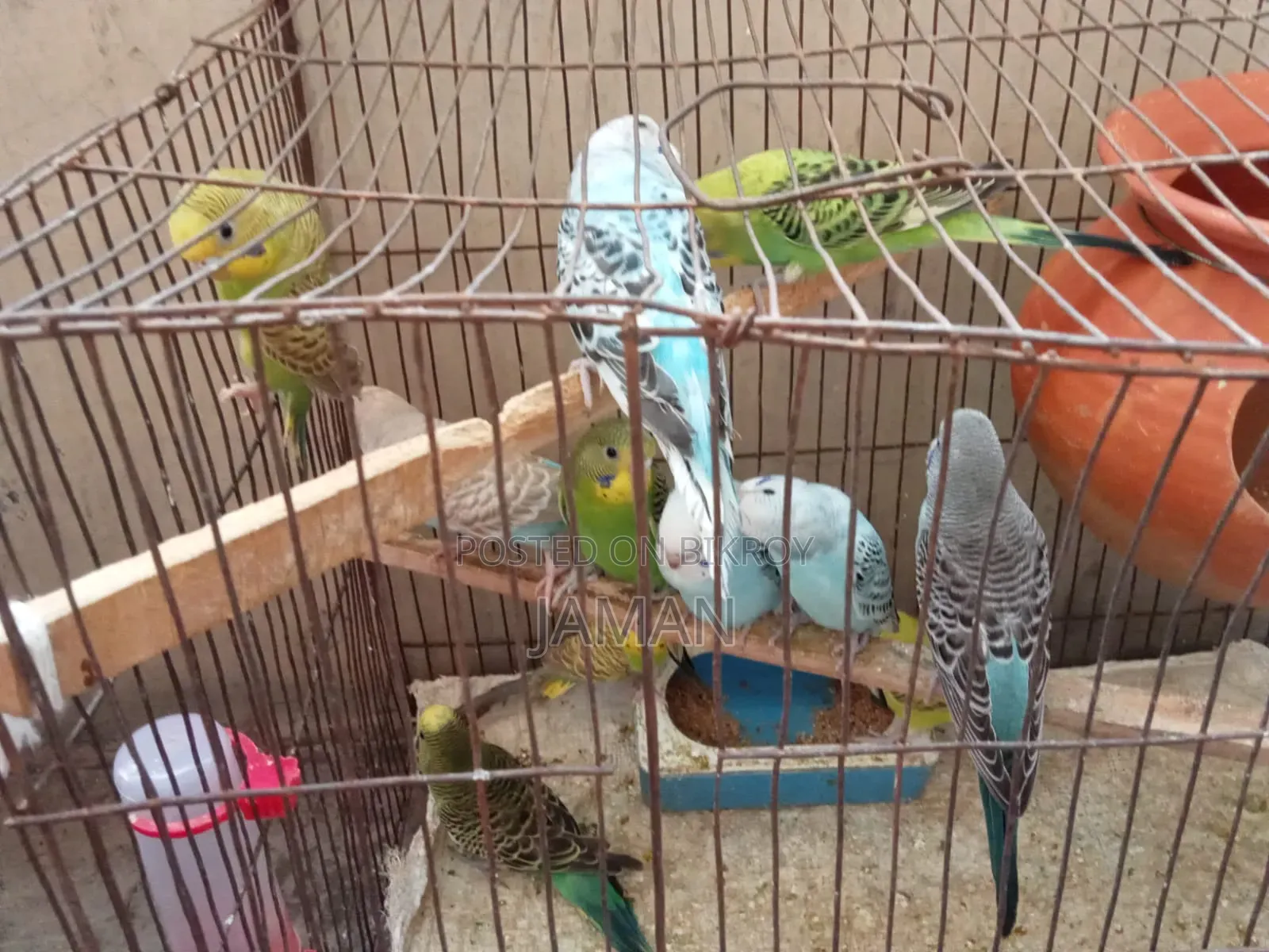 Budgerigar Bird Per Piece 500