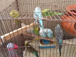 Budgerigar Bird Per Piece 500
