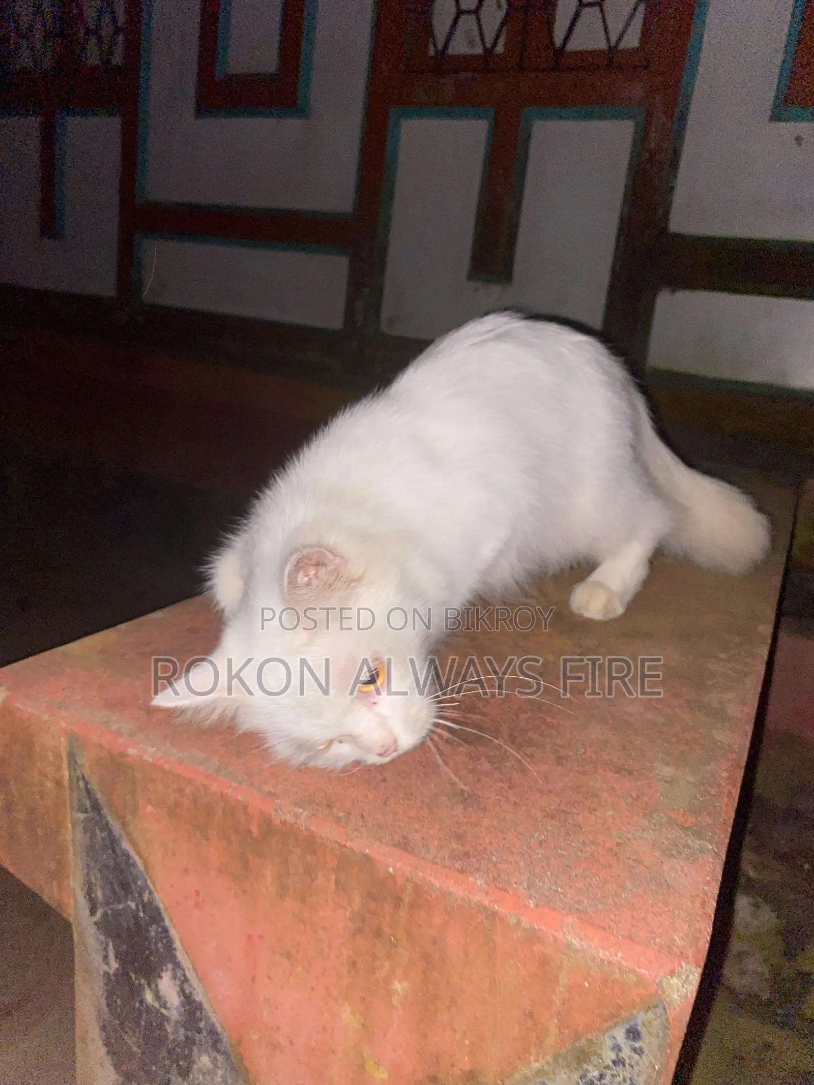 ৩-৬ মাসের ফিমেল মিক্সড ব্রিড চাইনিজ লি হুয়া